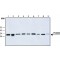 Monoclonal Anti-PSTAIR antibody produced in mouse,