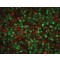 Monoclonal Anti-Proliferating Cell Nuclear Antigen antibody produced in mouse,