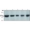 ANTI-CSTF3 (N-TERMINAL)