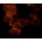 ANTI-FLOTILLIN 1-CY3, ANTIBODY PRODUC&