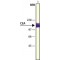 Monoclonal Anti-Carcinoembryonic Antigen antibody produced in mouse,