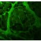 Monoclonal Anti-Collagen, Type I antibody produced in mouse,
