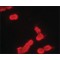 Monoclonal Anti-phospho-MDMX (pTyr99) antibody produced in mouse,